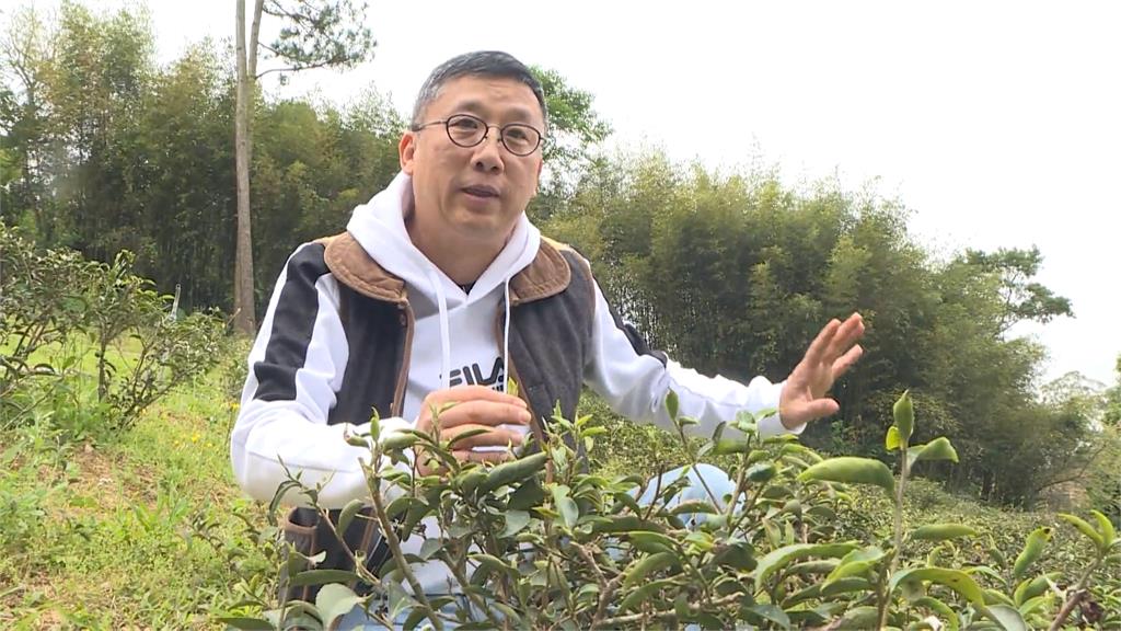 退休老總走入山林 種有機茶自己除蟲拔草